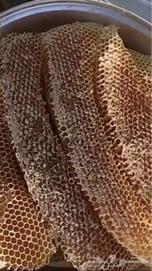عسل سدر اصلي ومضمون (image 14)