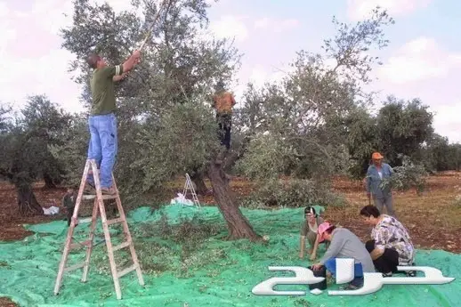 زيت زيتون فلسطيني فاخر من الدرجه الأولى البكر (image 18)