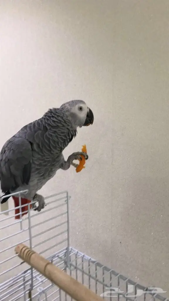 كاسكو هولندي حجل ذهبي (image 1)