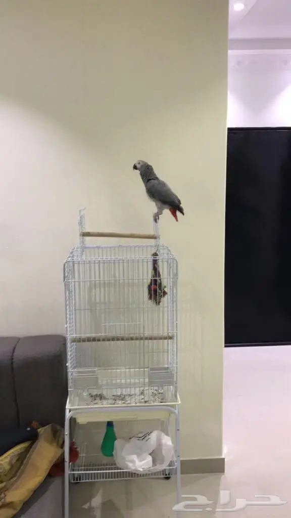 كاسكو هولندي حجل ذهبي (image 2)