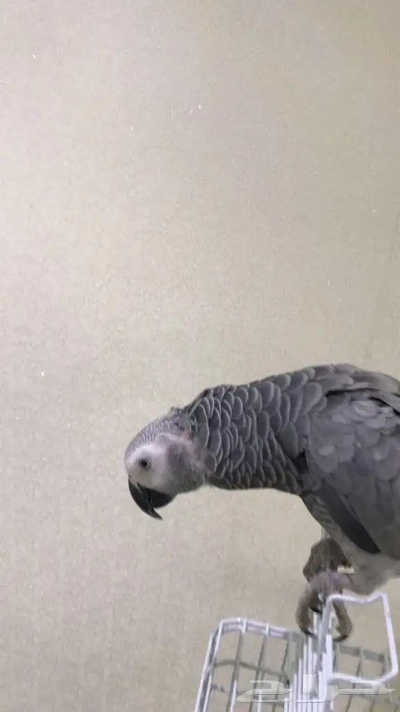 كاسكو هولندي حجل ذهبي (image 3)