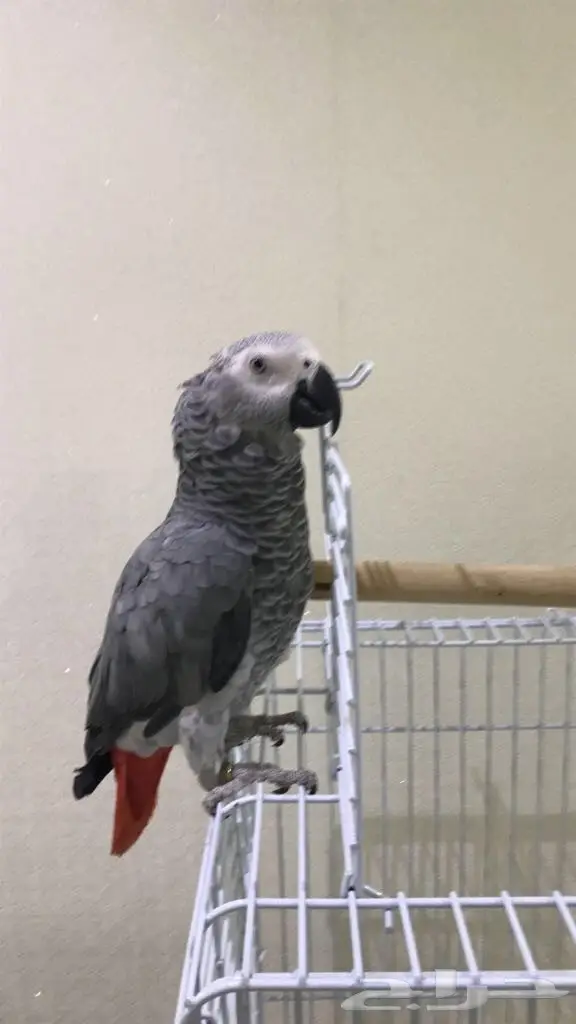 كاسكو هولندي حجل ذهبي (image 4)