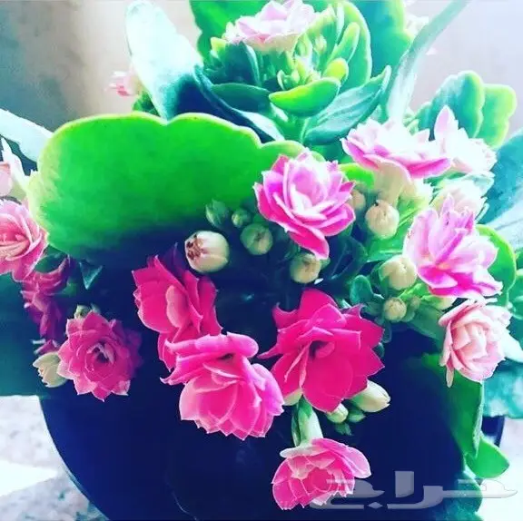 ورد الكلانشو الطبيعي للبيع  (image 2)