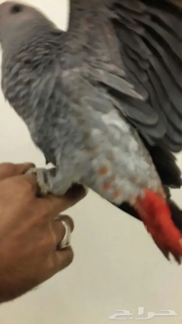 كاسكو هولندي طفره 