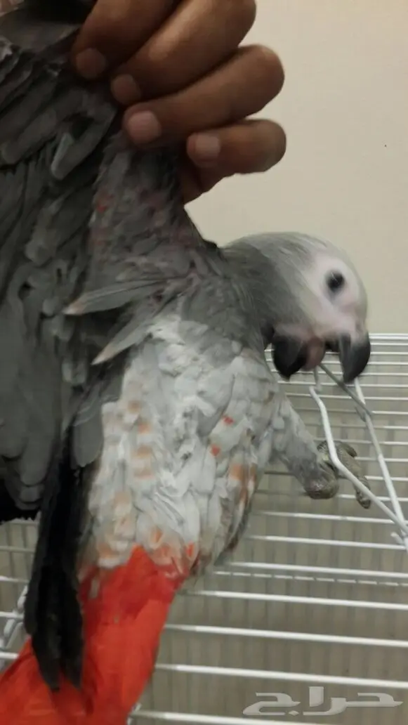 كاسكو هولندي طفره  (image 1)