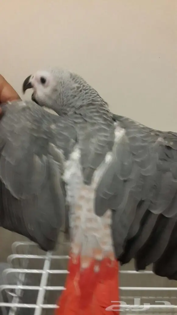 كاسكو هولندي طفره  (image 2)