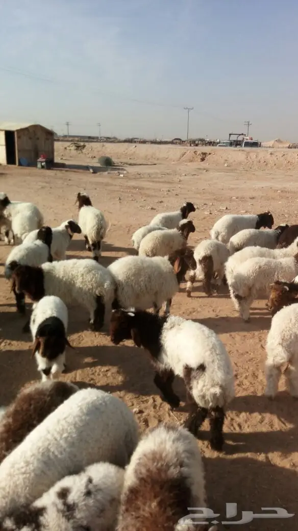 هرافي نعيم (image 4)