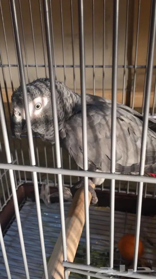 كاسكو صيد فرخ 