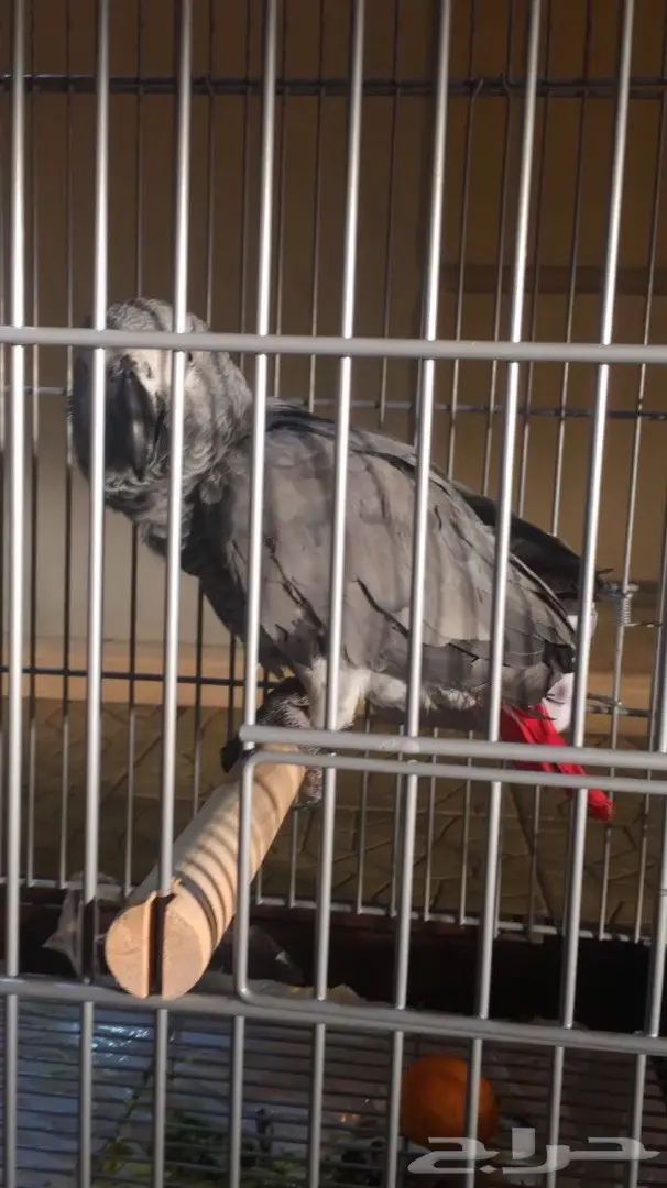 كاسكو صيد فرخ  (image 1)