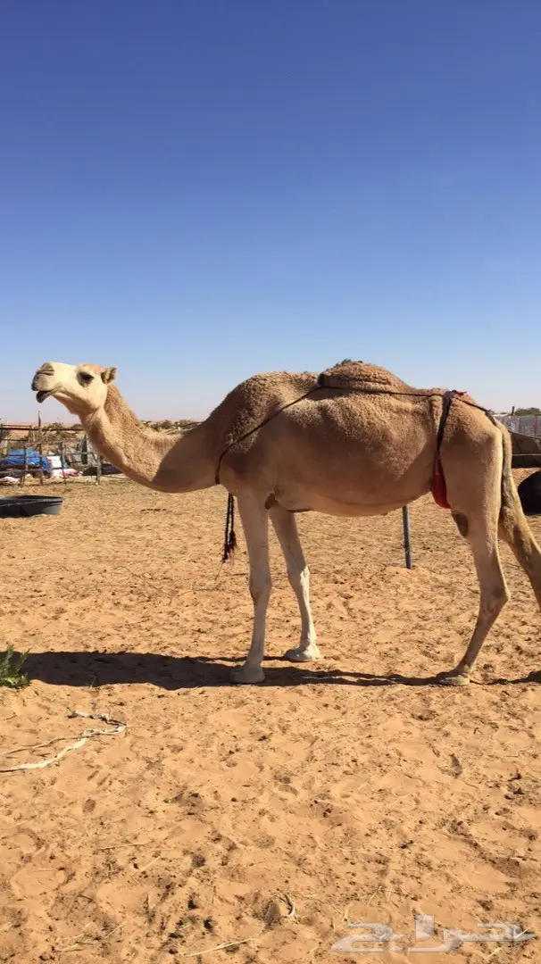 ناقه حمرا للبيع  (image 4)