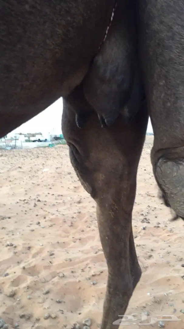 بُغَال مُعَالَ مُعَالَ - بَقِر مُعَالَ (image 2)