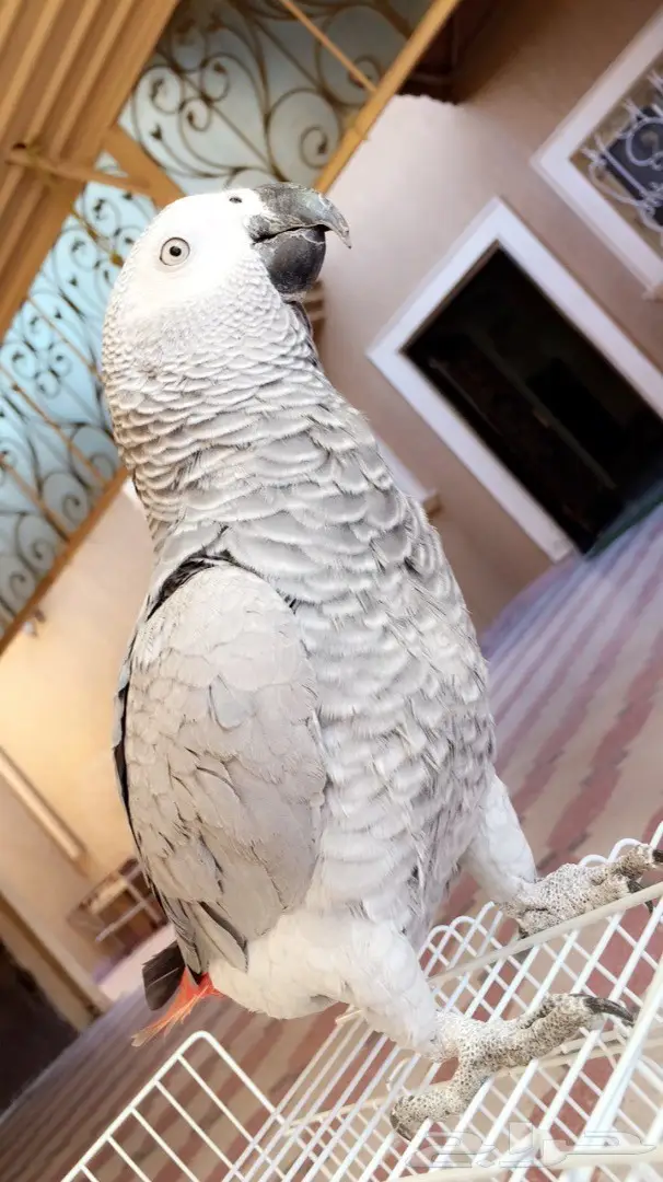 ببغاء فرخ كاسكو افريقي متكلم بالوجة