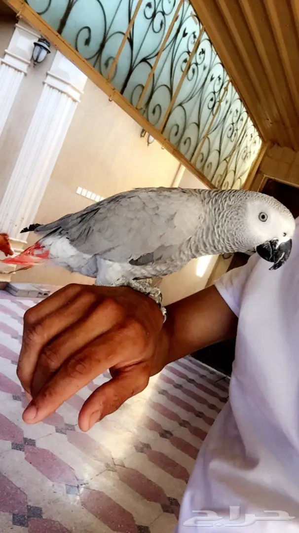 ببغاء فرخ كاسكو افريقي متكلم بالوجة (image 1)