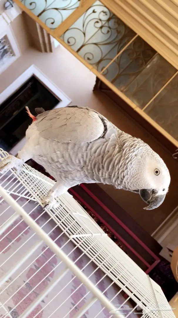 ببغاء فرخ كاسكو افريقي متكلم بالوجة (image 2)