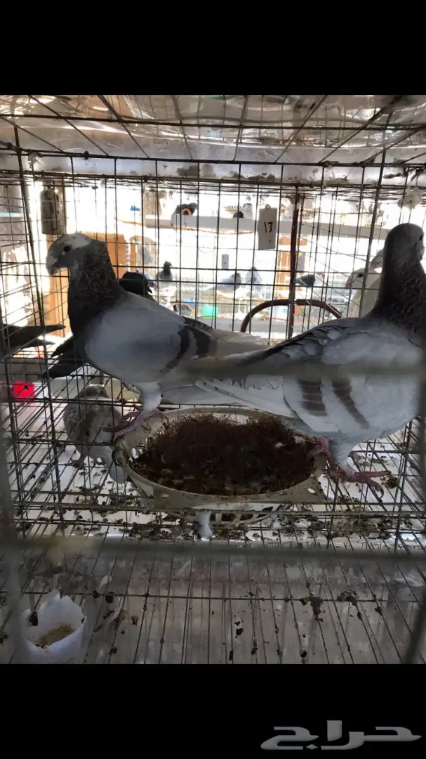 حمام هومر  (image 1)