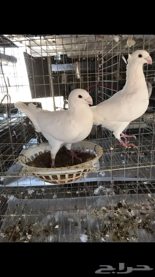 حمام هومر  (image 3)