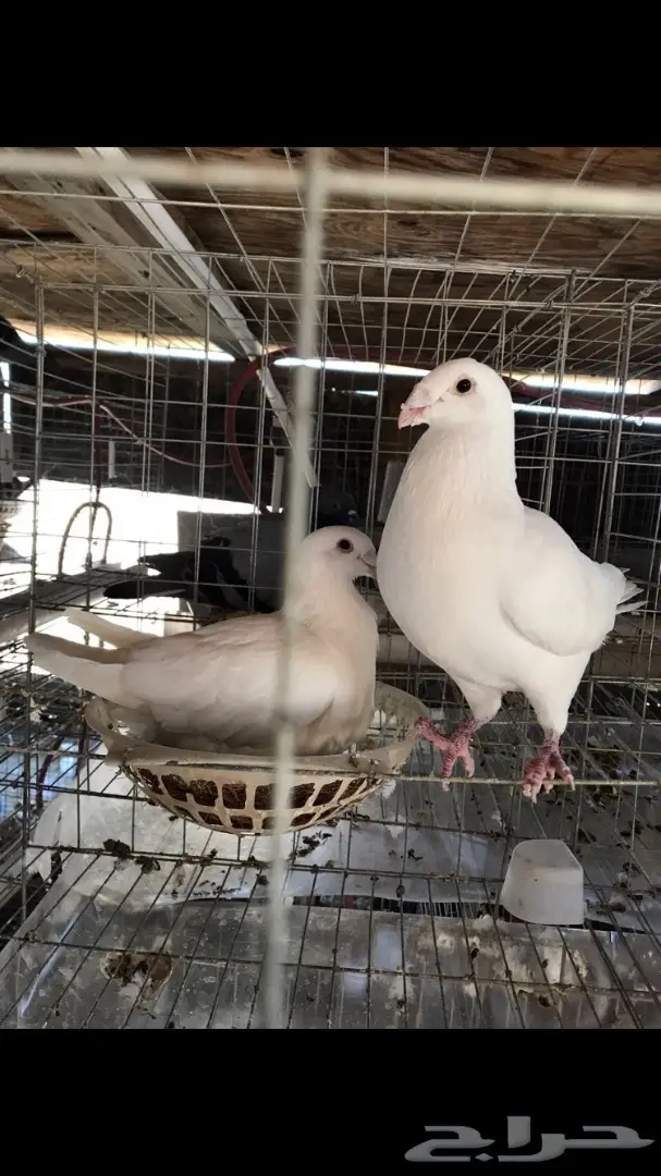 حمام هومر  (image 4)