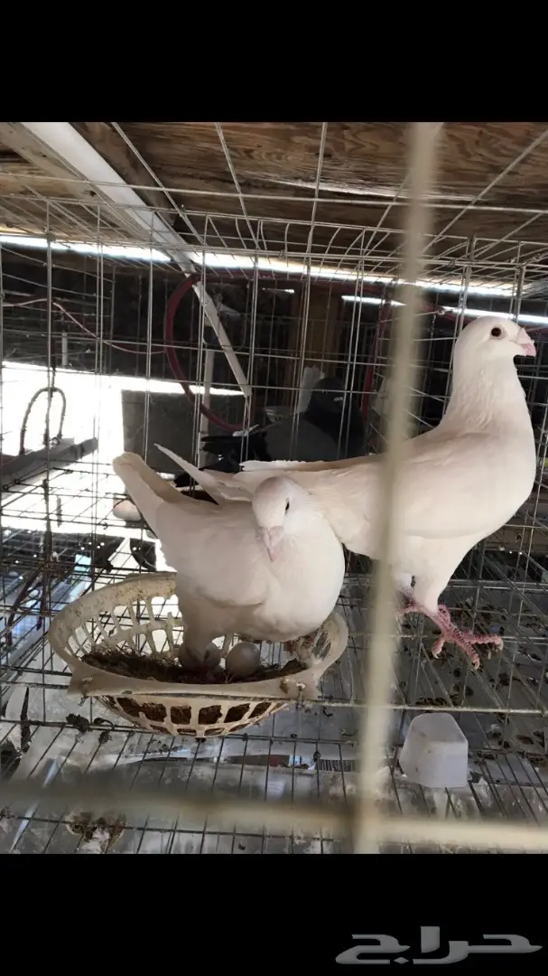 حمام هومر  (image 5)