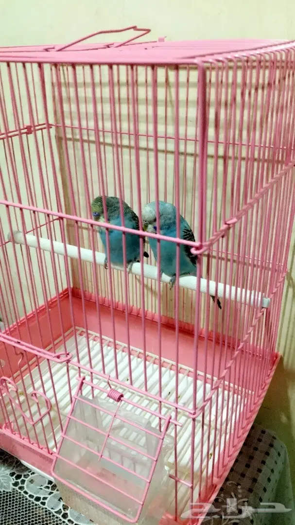 طيور للبيع (image 1)