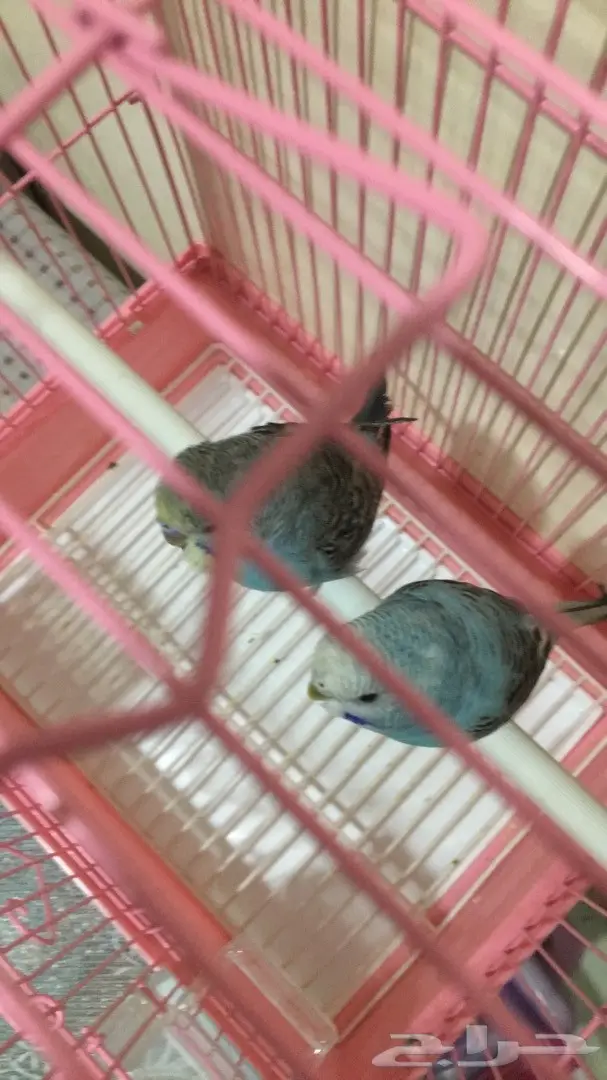 طيور للبيع (image 2)