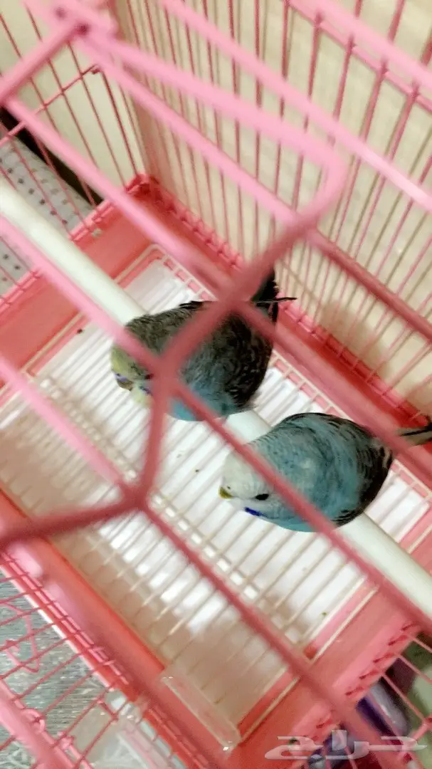 طيور للبيع (image 3)
