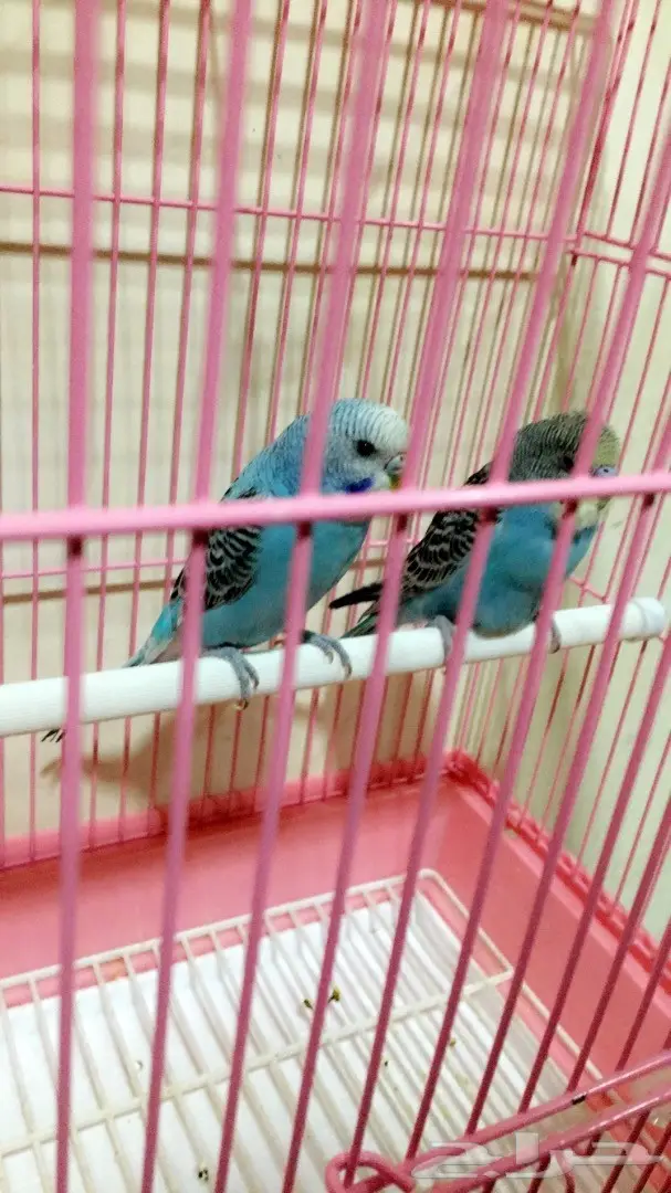 طيور للبيع (image 4)