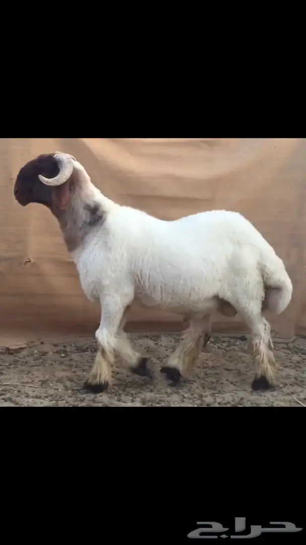 جذع للبيع طيب طيب