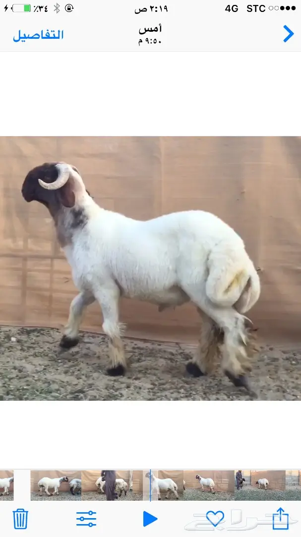 جذع مميز للبيع - فرصة لا تُفوّت! (image 1)