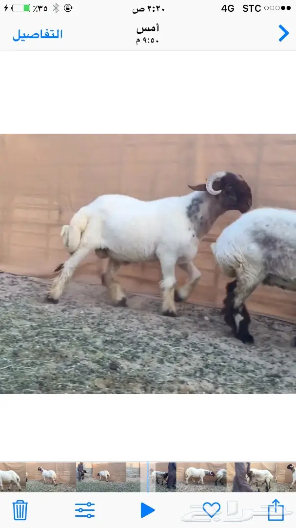 جذع مميز للبيع - فرصة لا تُفوّت! (image 2)