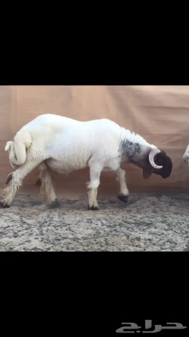 جذع مميز للبيع - فرصة لا تُفوّت! (image 3)