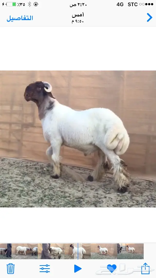 جذع مميز للبيع - فرصة لا تُفوّت! (image 4)