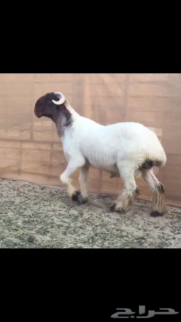 جذع مميز للبيع - فرصة لا تُفوّت! (image 5)