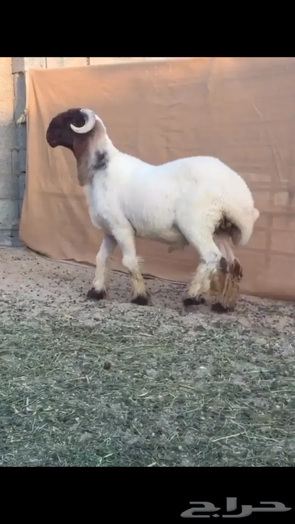 جذع مميز للبيع - فرصة لا تُفوّت! (image 6)