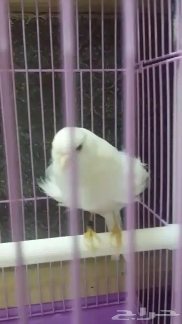 كناري مفتل فرنسي