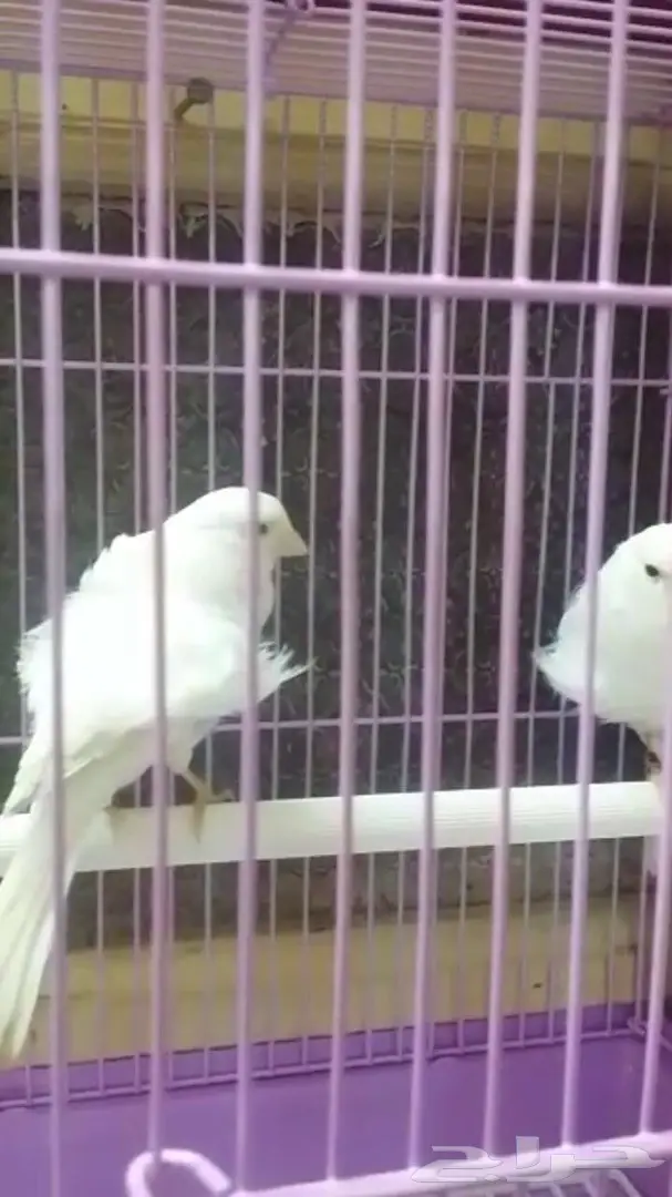 كناري مفتل فرنسي (image 1)