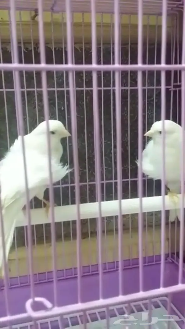 كناري مفتل فرنسي (image 2)