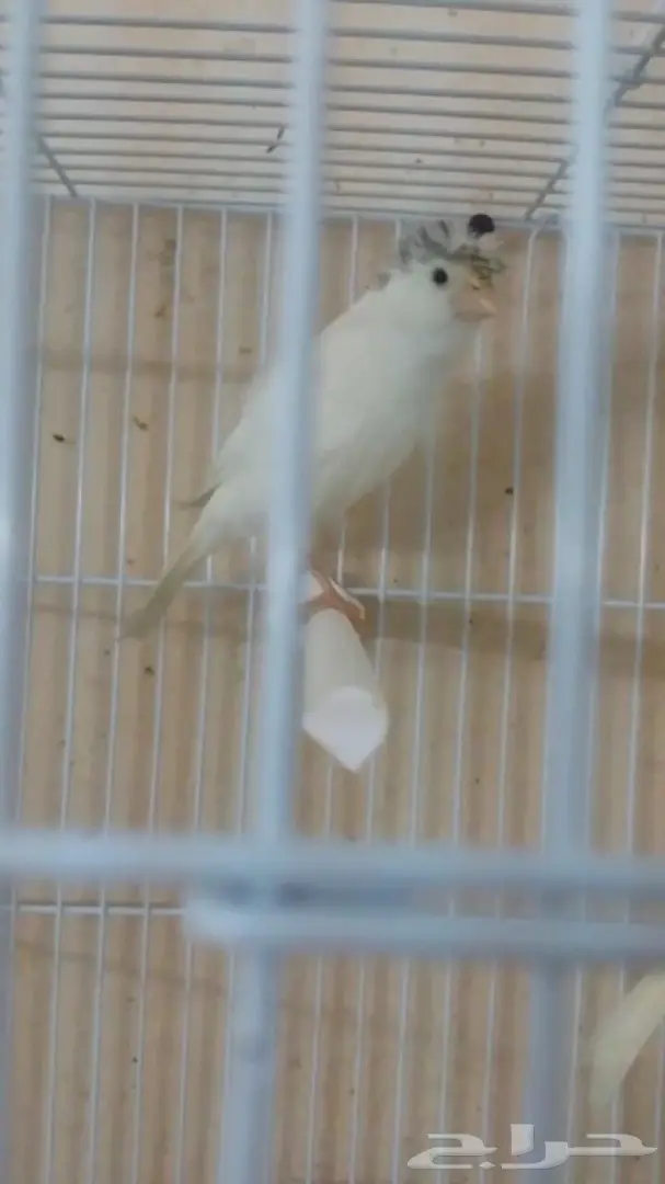 كناري مفتل فرنسي (image 3)