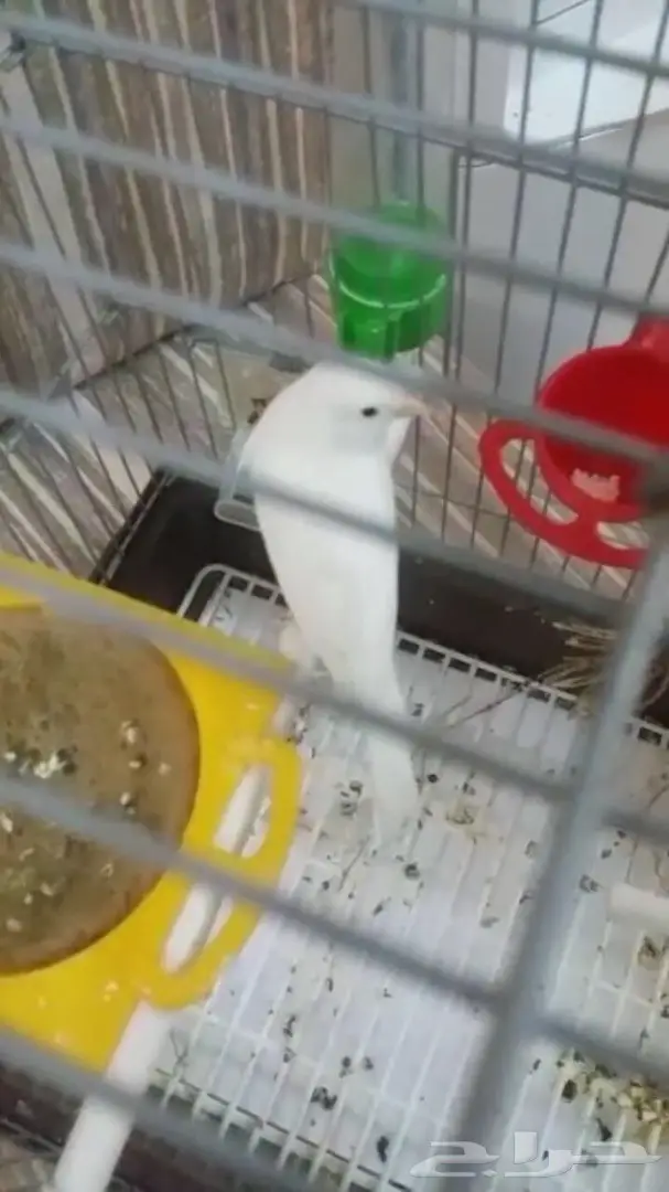 كناري مفتل فرنسي (image 4)