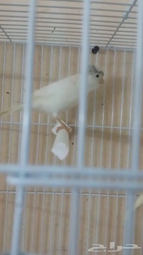 كناري مفتل فرنسي (image 5)