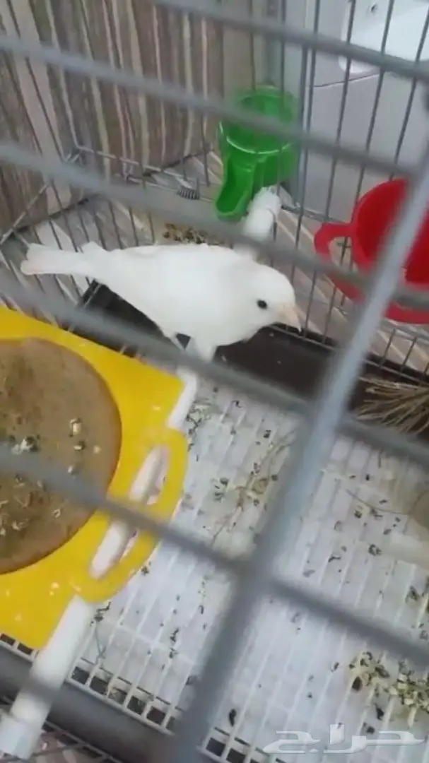 كناري مفتل فرنسي (image 6)