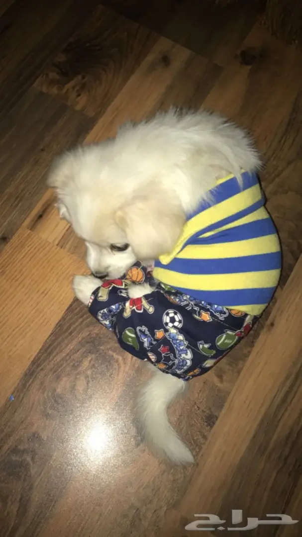 كلب ميني للبيع بسعر ممتاز