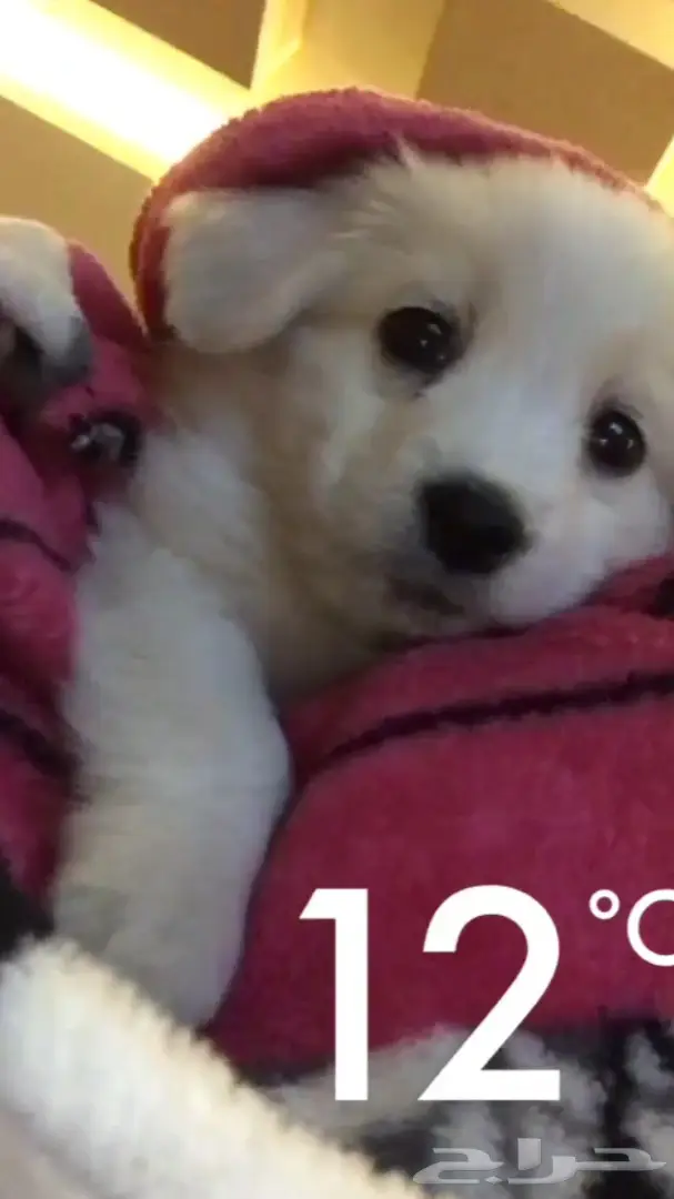 كلب ميني للبيع بسعر ممتاز (image 1)