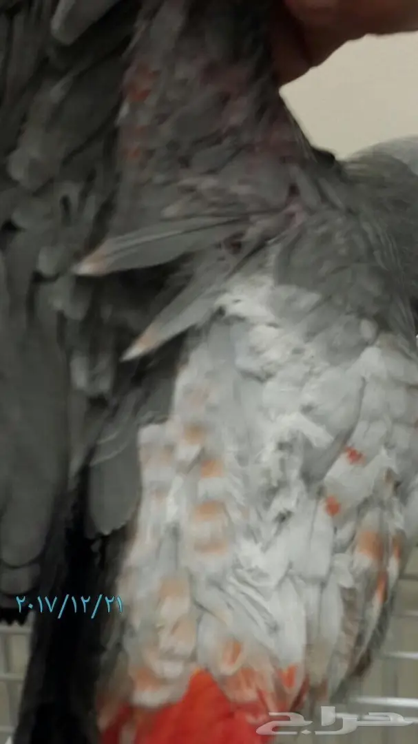 كاسكو هولندي طفره  (image 3)