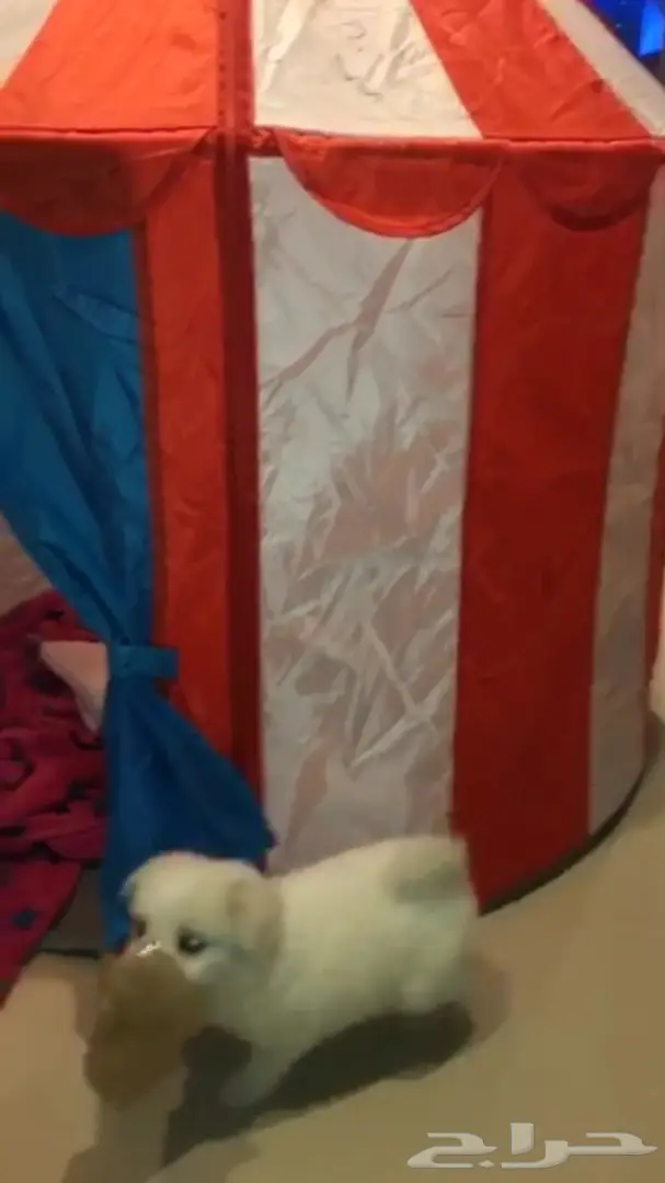 كلب ميني للبيع بسعر ممتاز (image 2)