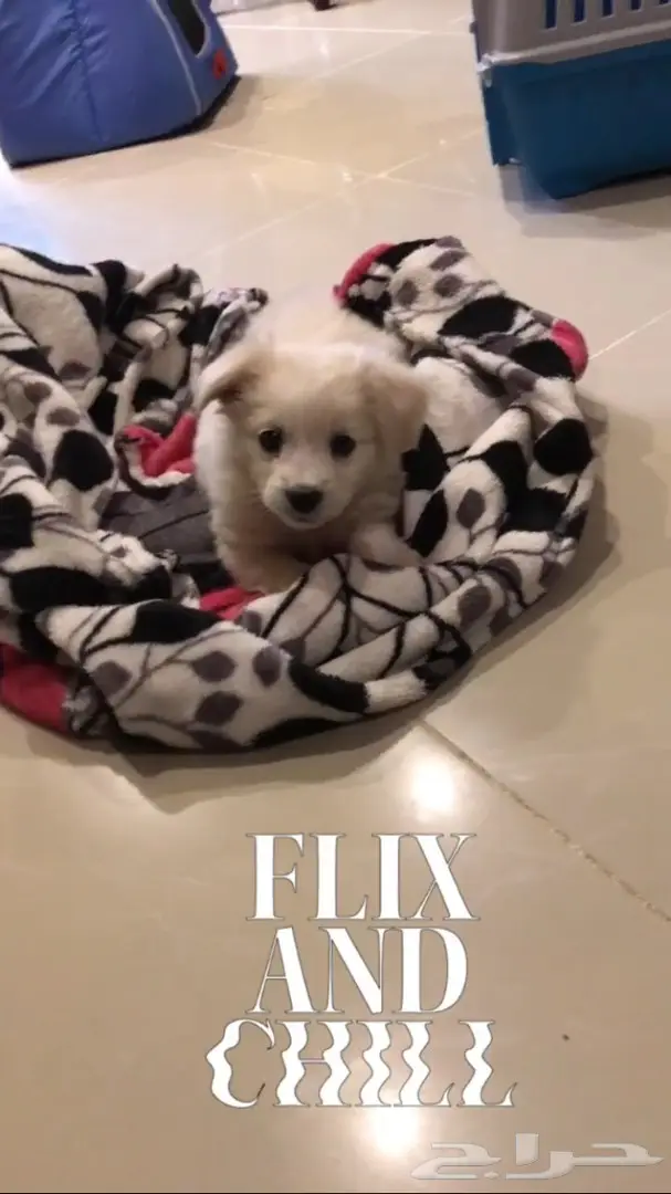 كلب ميني للبيع بسعر ممتاز (image 3)