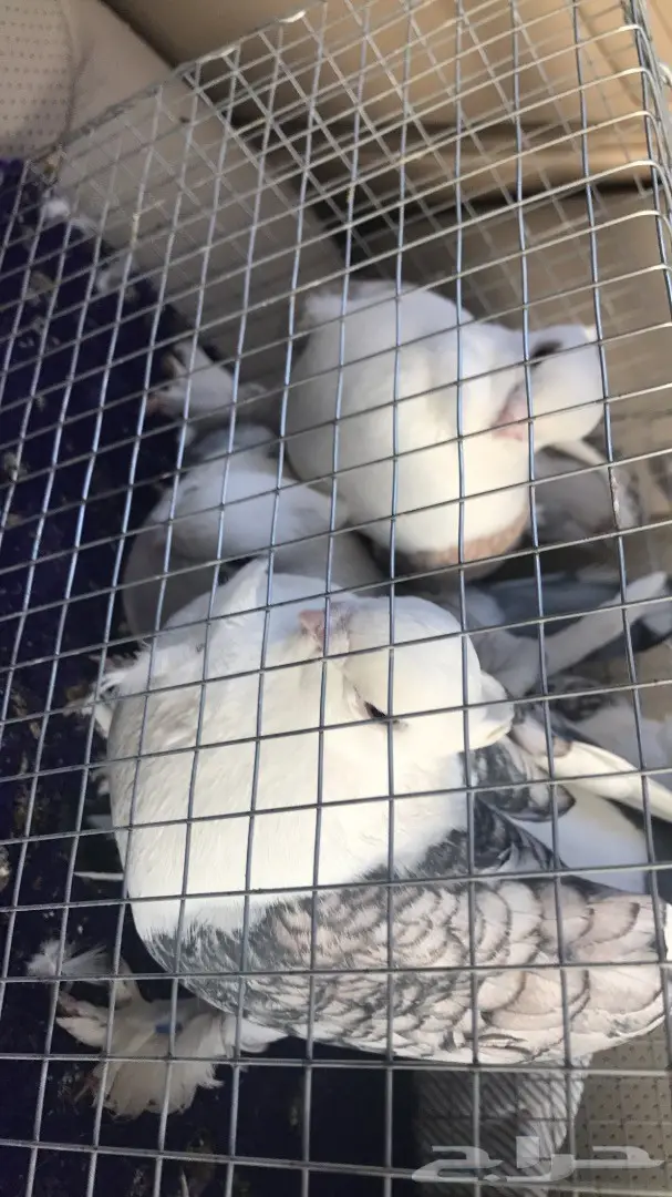 حمام حب رمان زوجي 