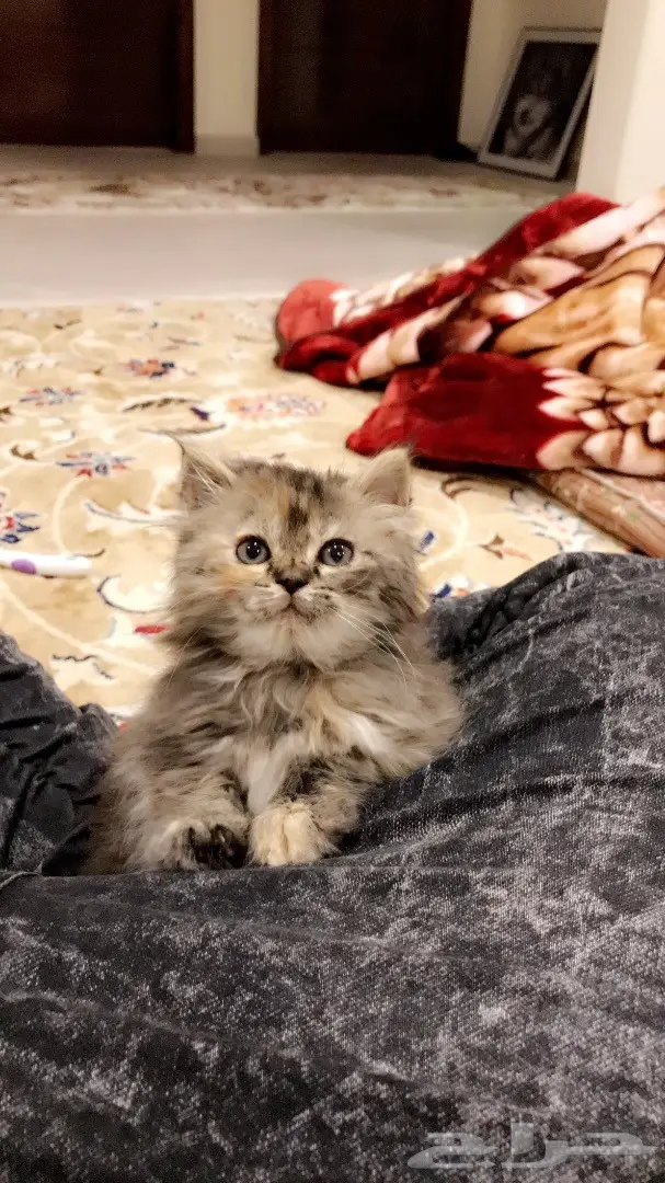 كتن شيرازيه عمرها 45 يوم 