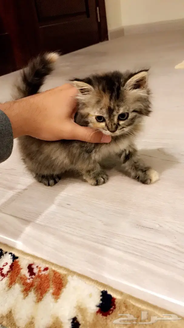 كتن شيرازيه عمرها 45 يوم  (image 1)