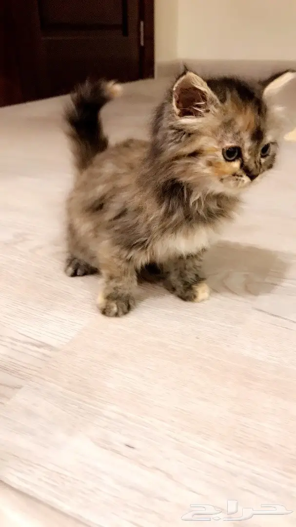 كتن شيرازيه عمرها 45 يوم  (image 2)