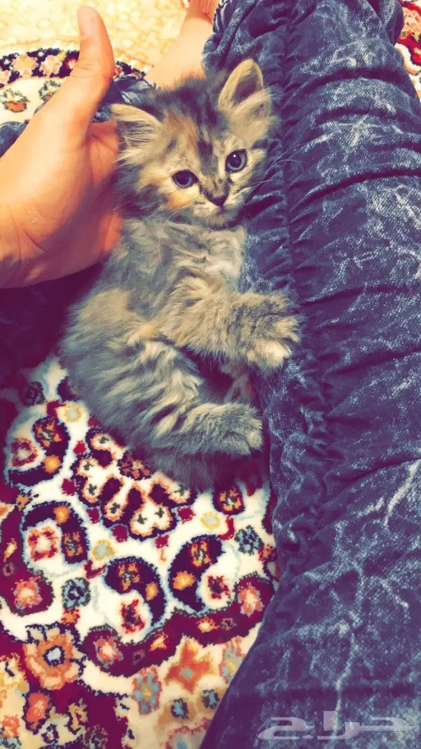 كتن شيرازيه عمرها 45 يوم  (image 4)